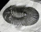 Platyscutellum Trilobite With Axial Spines #28765-3